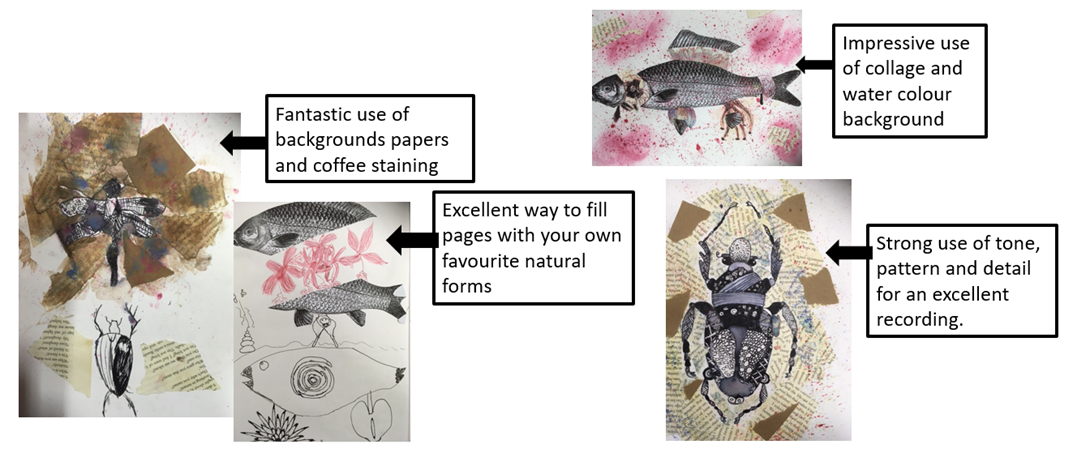 Below are four examples of the mixed media natural forms students have studied.