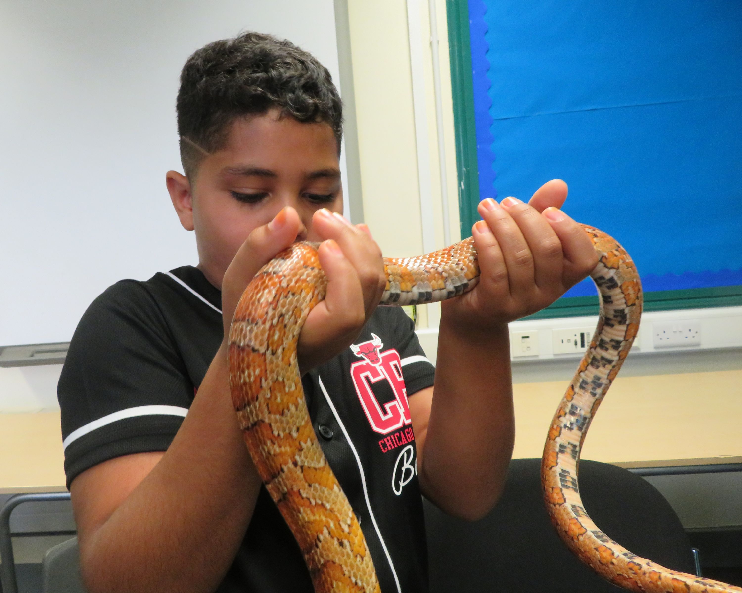 A student holding a yellow corn snake in both hands