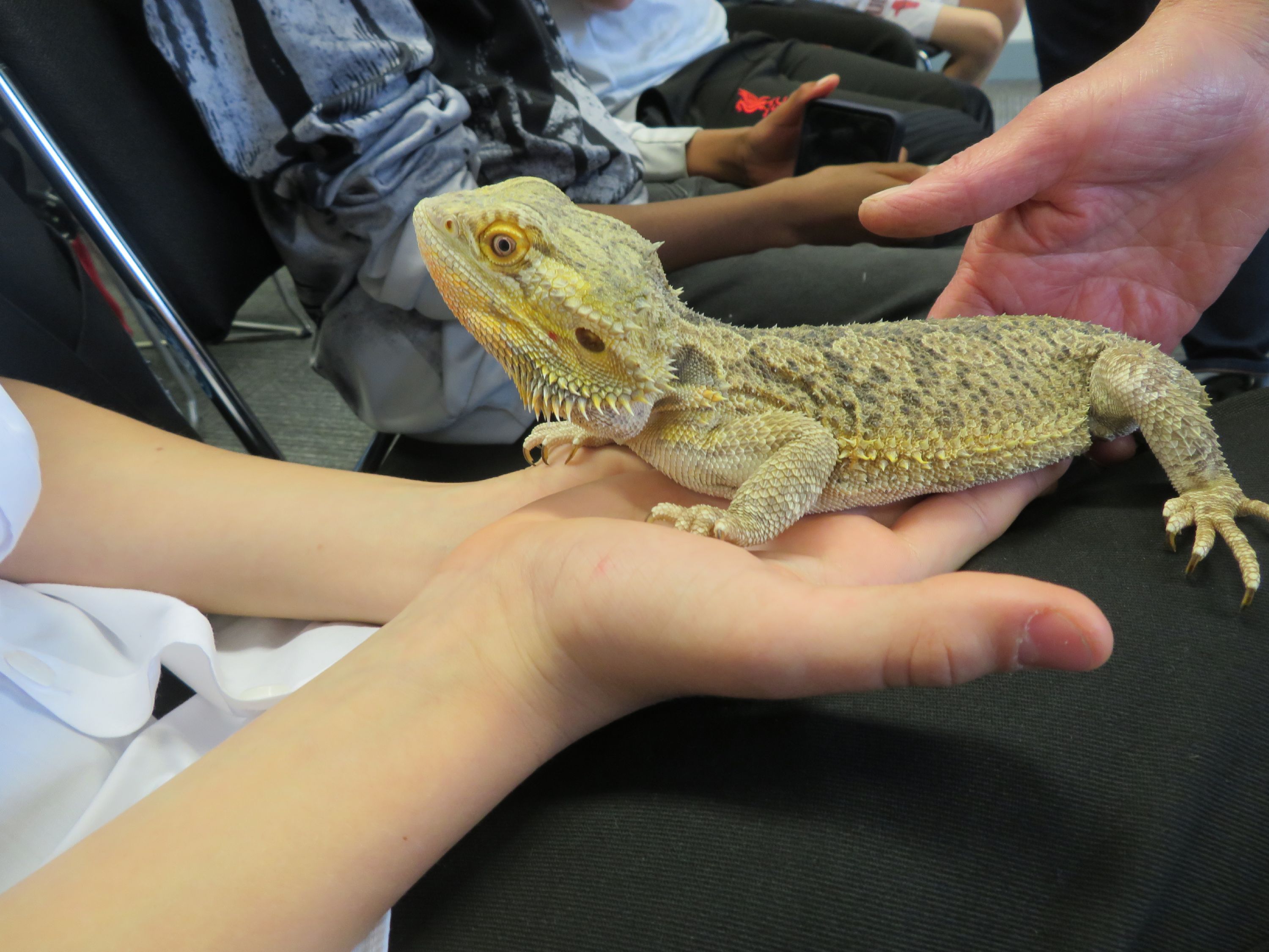 A yellow bearded dragon sitting on students' hands