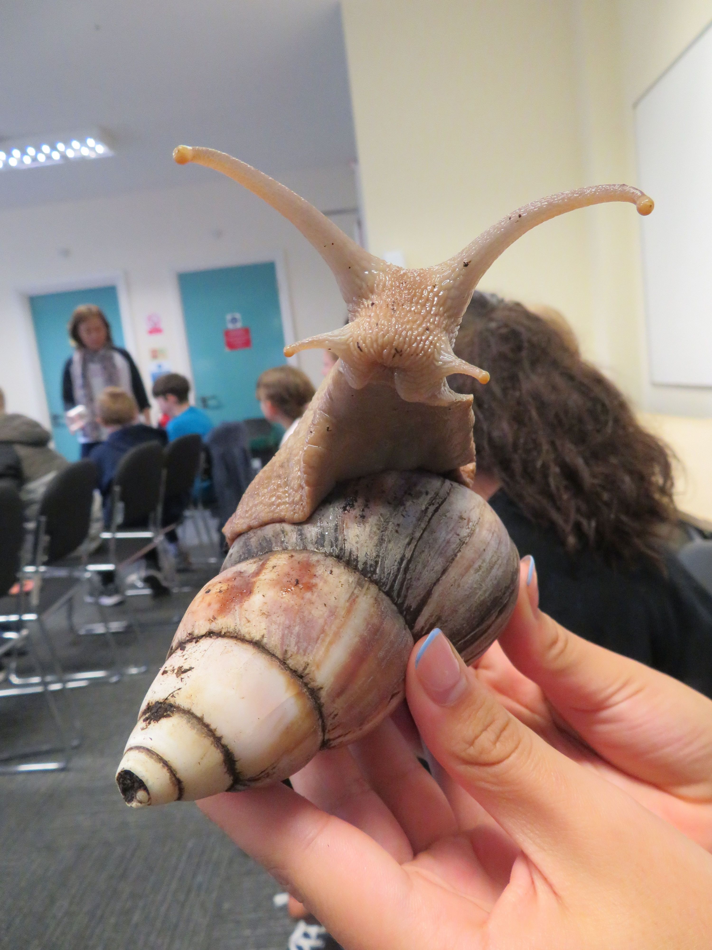 A close up picture of a giant land snail