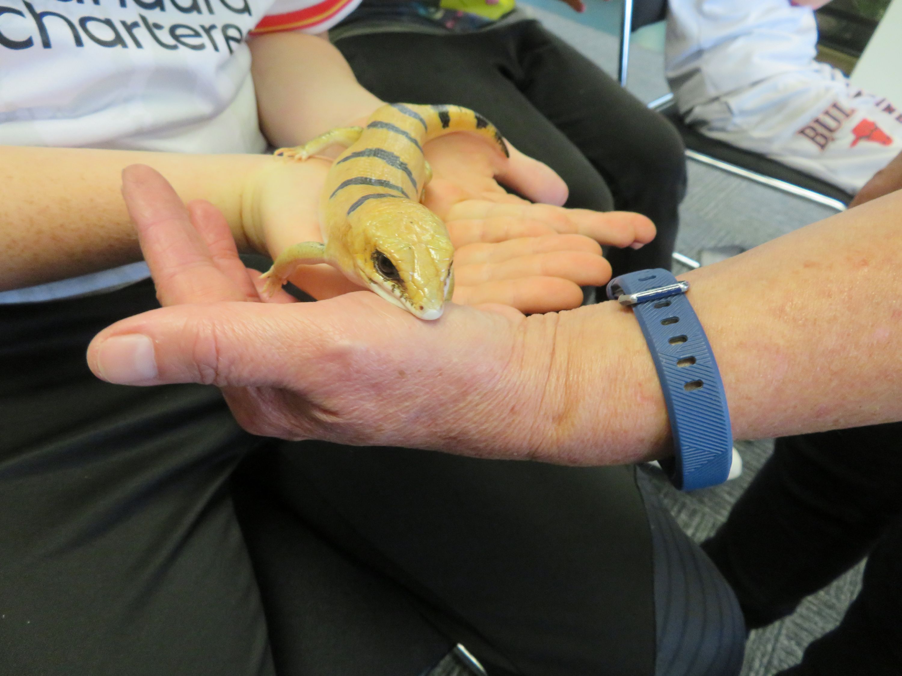 A yellow and black striped salamander sitting on students' hands