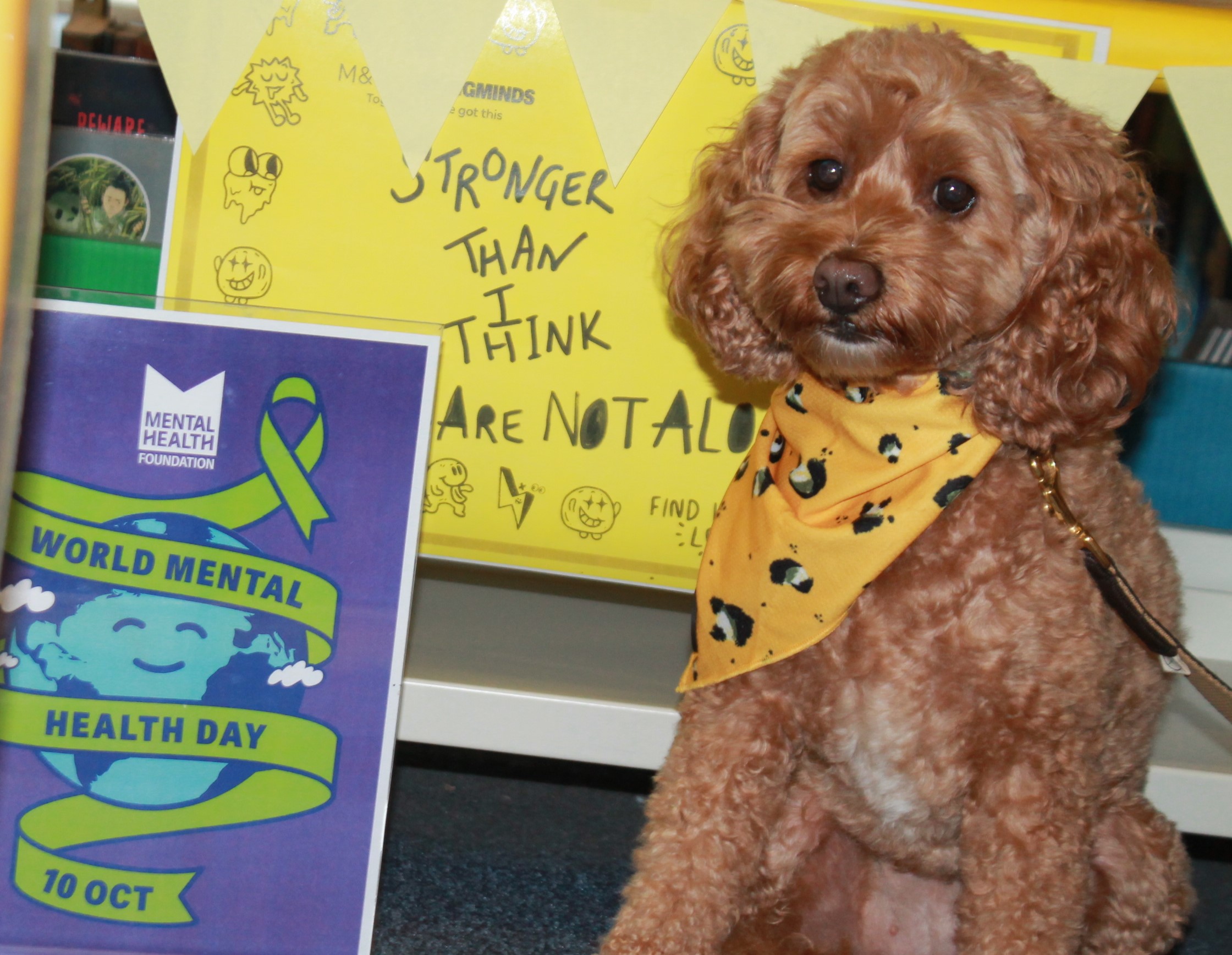 NLS school dog wearing a yellow bandana